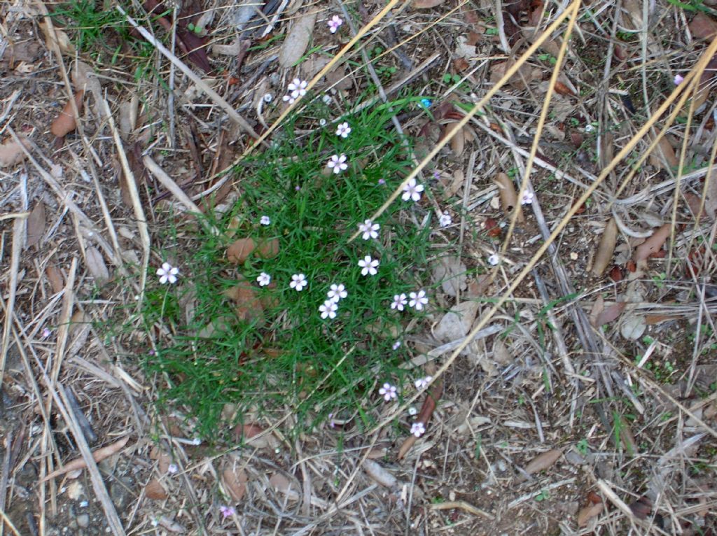 Petrorhagia saxifraga